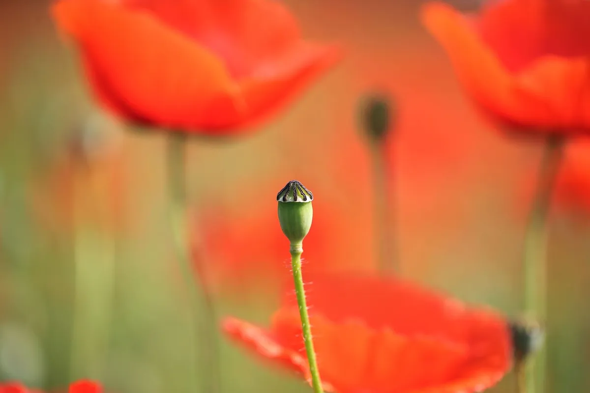 in the poppy flowers, bean, solid, natural state