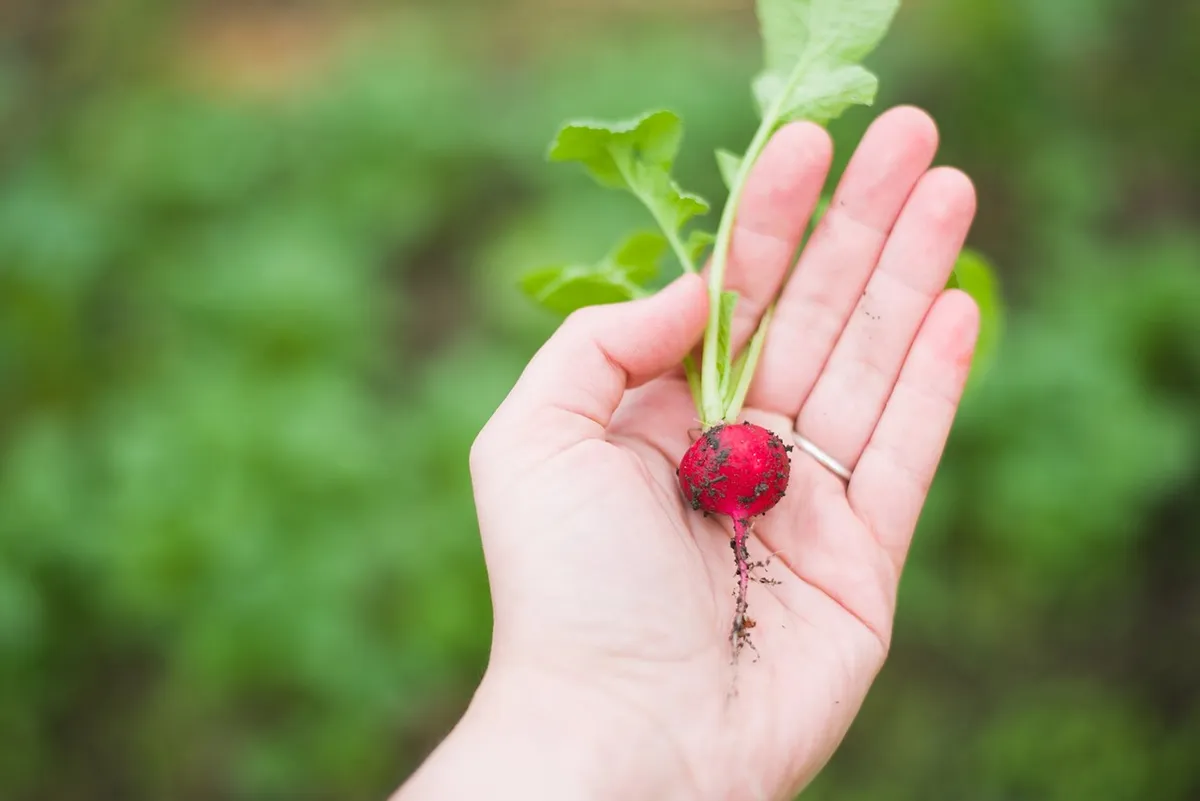 agriculture, radish, food, fresh vegetable, garden, growth, hand, harvest, little, nature, plant, vegetable, agriculture, agriculture, radish, radish, radish, r