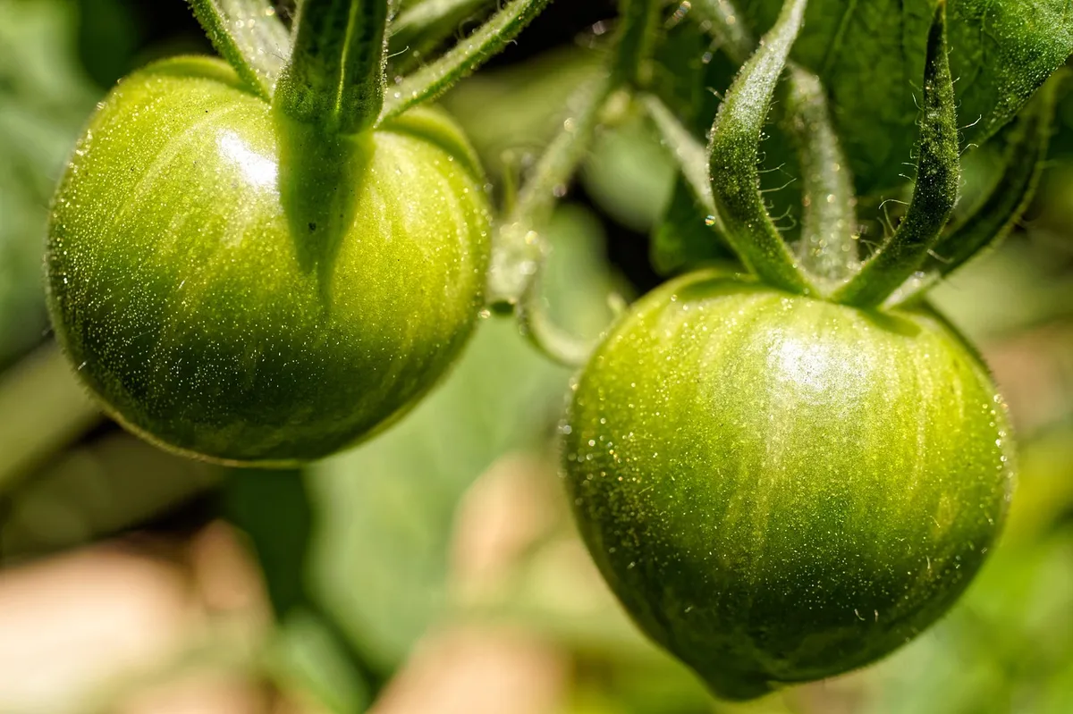 tomatoes, nature, green, plant, close up