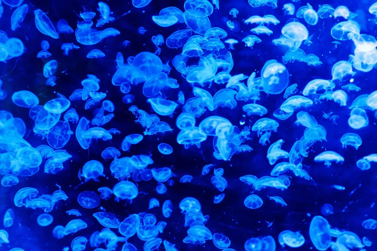 jellyfish, animals, underwater, sea jellies, cnidaria, wildlife, aquatic animals, marine life, sea life, ocean life, sea, ocean, nature, jellyfish, jellyfish, j